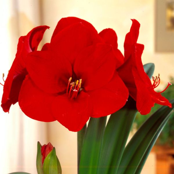 Red Lion Amaryllis - Nature Hills Nursery - Single Pack - 
