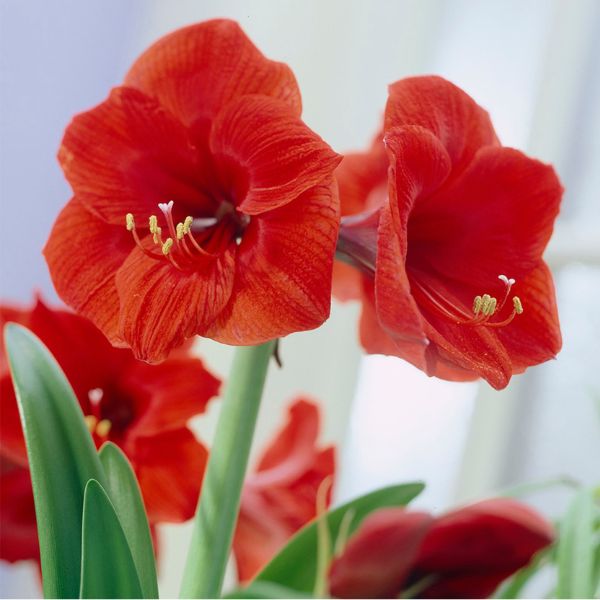 Red Lion Amaryllis - Nature Hills Nursery - Single Pack - 