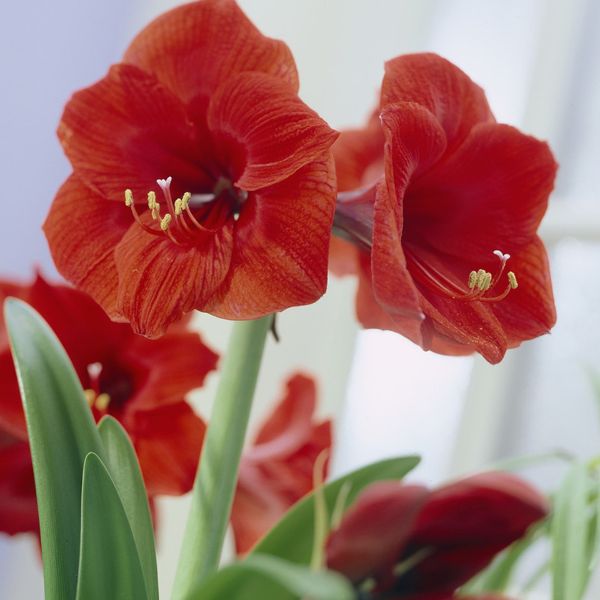 Red Lion Amaryllis Decorative Planter - Nature Hills Nursery - 1 Pack Bulb - 