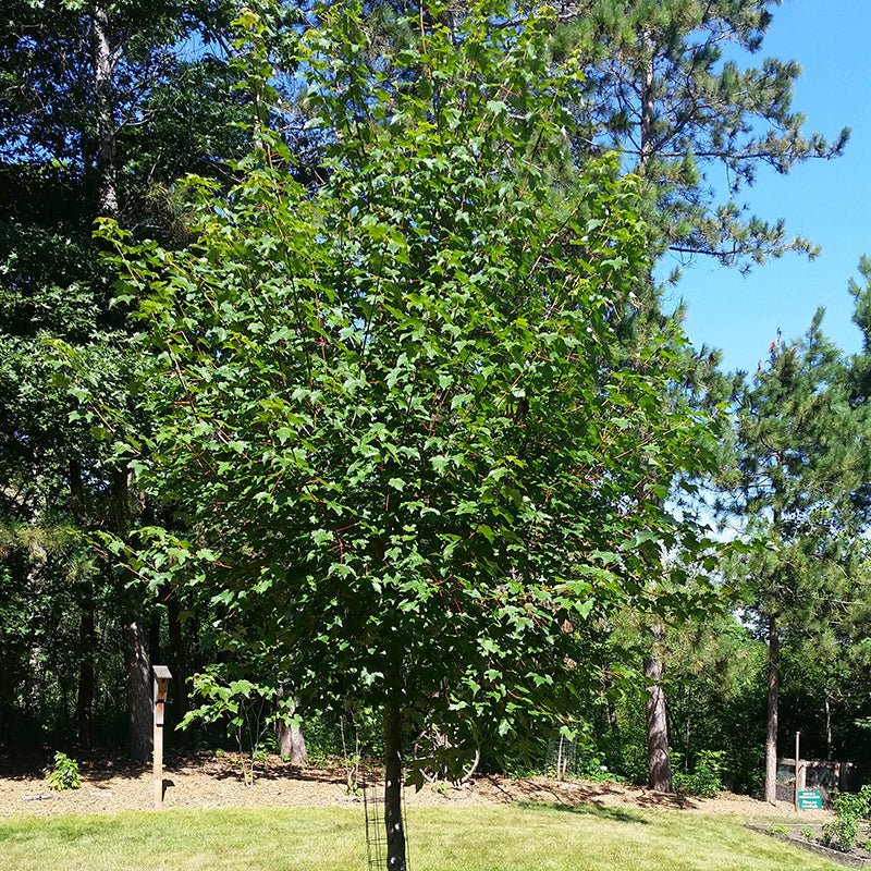 Close-up of red acer flowers on Red Maple Tree blooming in early spring.