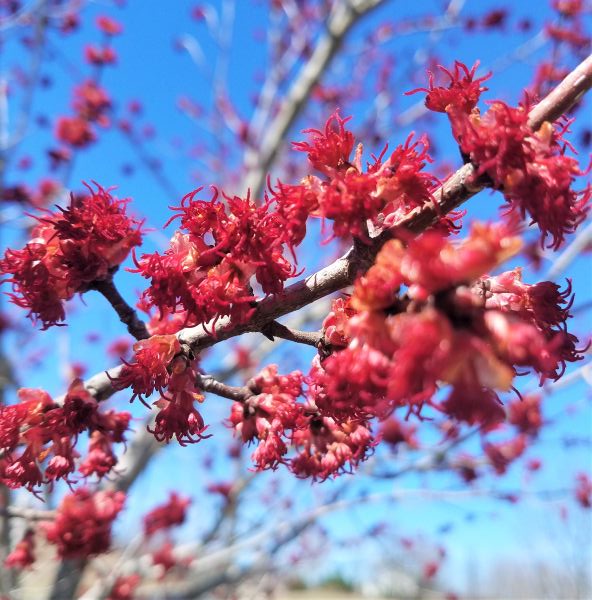 Red Maple Tree (Acer rubrum) foliage and growth habit in the landscape.