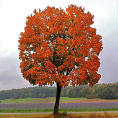 Red Maple Trees: Varieties, Care & Fall Color