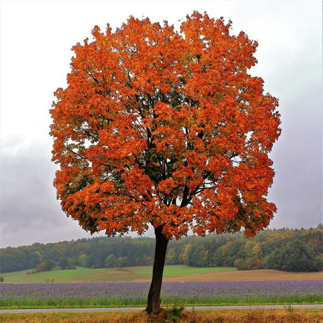 Red Maple Tree (Acer rubrum), a tree featuring red flowers and oval, pyramidal form.