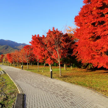 Red Maple Trees: Varieties, Care & Fall Color