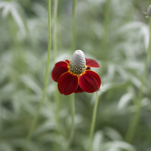Red Midget Ratibida bloom with deep red drooping petals surrounding a tall elongated gray cone center.