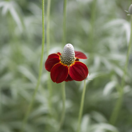 Red Midget Ratibida bloom with deep red drooping petals surrounding a tall elongated gray cone center.