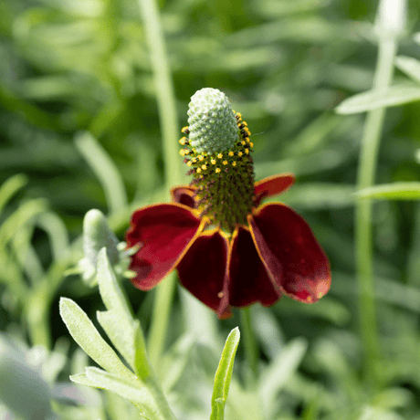 Red Midget Ratibida - Perennial - Nature Hills Nursery - 1 Container - 