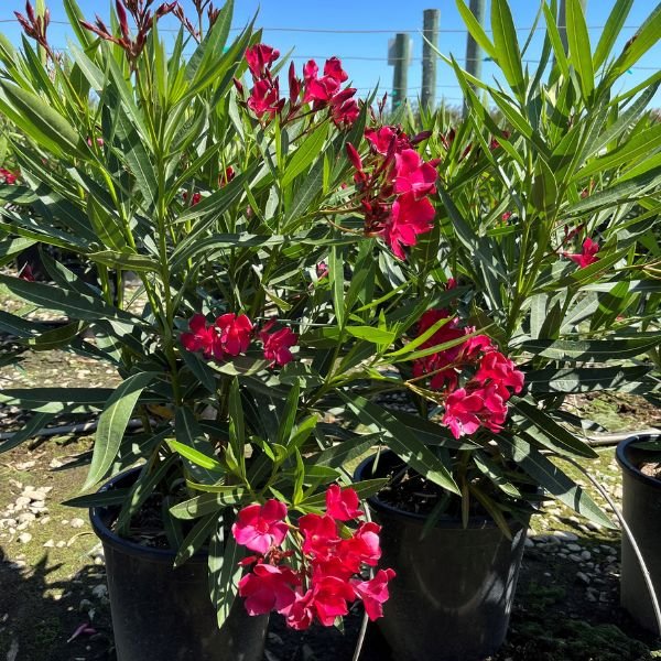 Red Oleander - Nature Hills Nursery - #5 Container - 