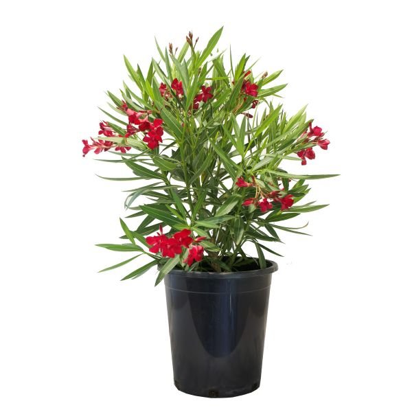 Red Oleander - Nature Hills Nursery - #5 Container - 