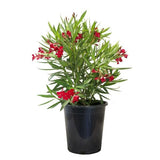 Red Oleander - Nature Hills Nursery - #5 Container - 