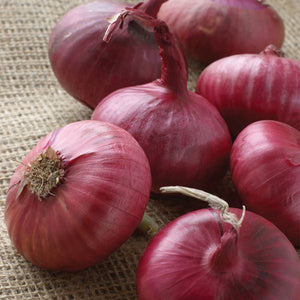 Red Onion - Nature Hills Nursery - 250 Pack Bulbs - 
