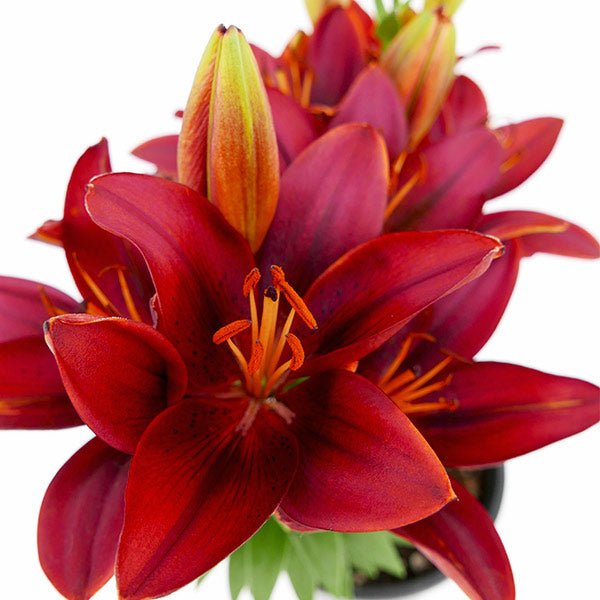 Red Oriental Lily - Nature Hills Nursery - #1 Container 2 Pack - 