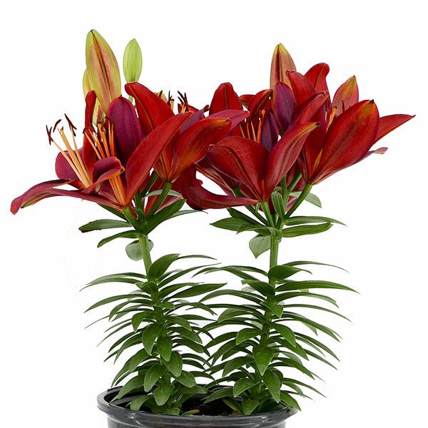 Red Oriental Lily - Nature Hills Nursery - #1 Container 2 Pack - 
