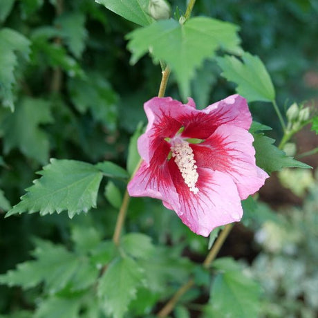 Red Pillar® Rose of Sharon - Bush - Nature Hills Nursery - 3 Container - 