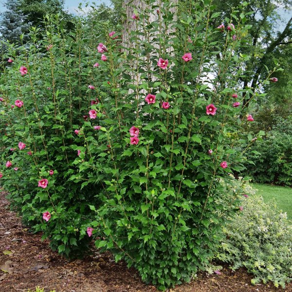 Red Pillar® Rose of Sharon - Bush - Nature Hills Nursery - 3 Container - 