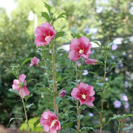 Red Pillar® Rose of Sharon - Bush - Nature Hills Nursery - 3 Container - 
