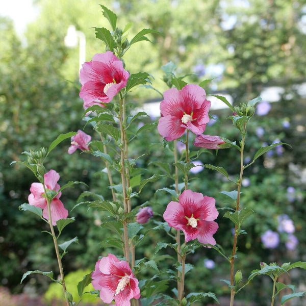 Red Pillar® Rose of Sharon - Bush - Nature Hills Nursery - 3 Container - 