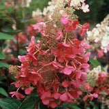 Pinky Winky Hydrangea Old Bloom