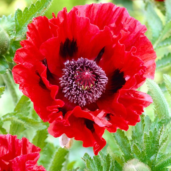 Red Poppy