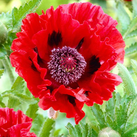 Red Poppy - Perennial - Nature Hills Nursery - 
