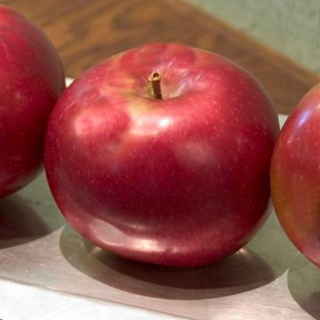 Red Prairie Spy Apple Tree - Nature Hills Nursery - 4 - 5 Feet Bareroot Semi - Dwarf Height - 