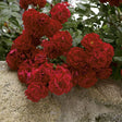 Red Ribbons&reg; Groundcover Rose - Nature Hills Nursery - #3 Container - 