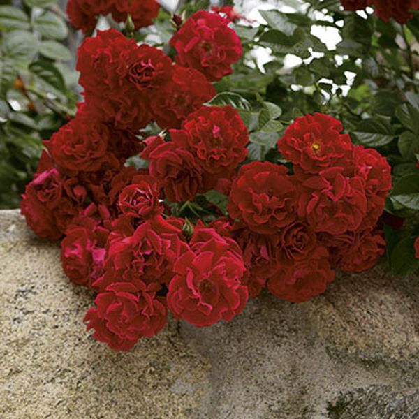 Red Ribbons&reg; Groundcover Rose - Nature Hills Nursery - #3 Container - 