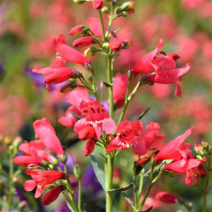 Red Riding Hood Penstemon - Nature Hills Nursery - #1 Container - 
