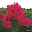 Red Riding Hood Tall Garden Phlox - Nature Hills Nursery - #1 Container - 
