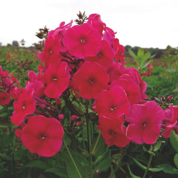 Red Riding Hood Tall Garden Phlox - Nature Hills Nursery - #1 Container - 