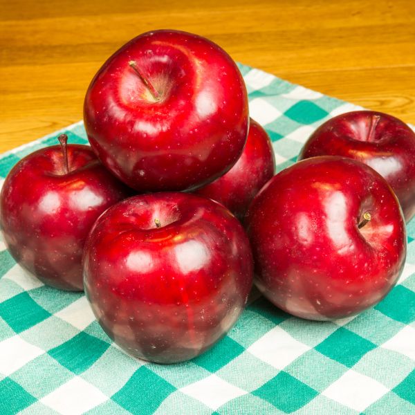 Red Rome Beauty Apple Tree - Nature Hills Nursery - Paper Pot 4 - 5 Feet Semi - Dwarf Height - 