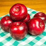 Red Rome Beauty Apple Tree - Nature Hills Nursery - Paper Pot 4 - 5 Feet Semi - Dwarf Height - 