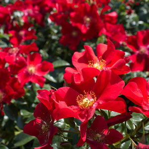 A sweeping garden bed of vibrant red single-bloom roses with yellow stamens blooming in full sun.