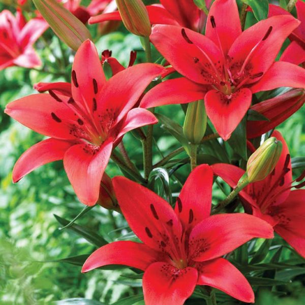 Red Sensation Asiatic Lily - Nature Hills Nursery - 7 Pack Bulbs - 