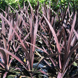 Red Sensation Cordyline - Nature Hills Nursery - Quart Container - 