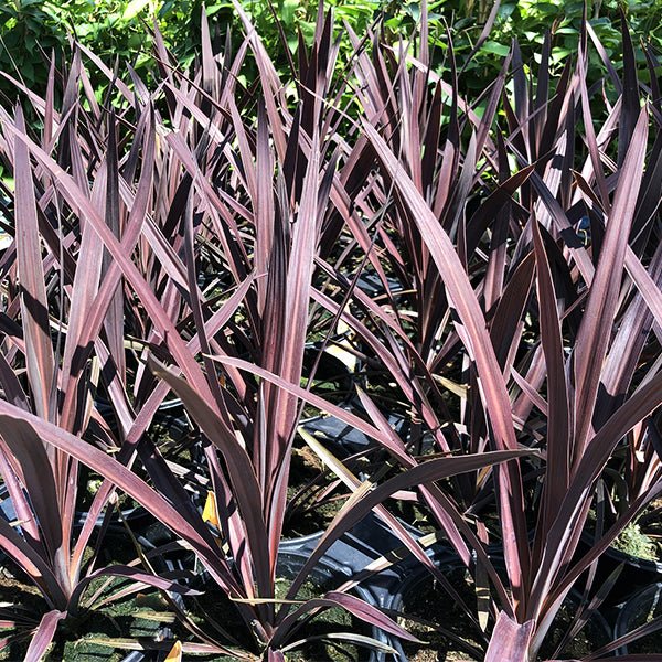 Red Sensation Cordyline (Cordyline australis 'Red Sensation'), a tree featuring white flowers and evergreen.