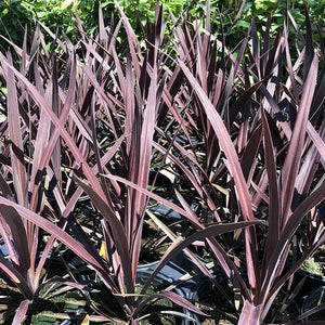 Red Sensation Cordyline (Cordyline australis 'Red Sensation'), a tree featuring white flowers and evergreen.