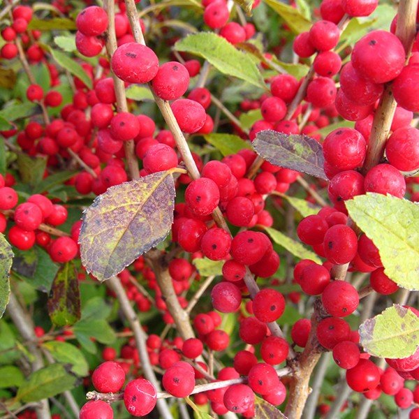 Close-up of white ilex flowers on Red Sprite Holly blooming in early spring.