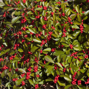 Deciduous foliage of Red Sprite Holly (Ilex verticillata 'Red Sprite') in a garden setting.