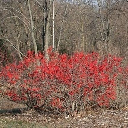 Red Sprite Holly (Ilex verticillata 'Red Sprite') growing in a garden landscape, showing mature shrub form.