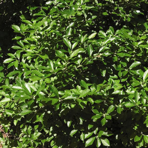 Red Sprite Holly (Ilex verticillata 'Red Sprite'), a shrub featuring white flowers and deciduous.