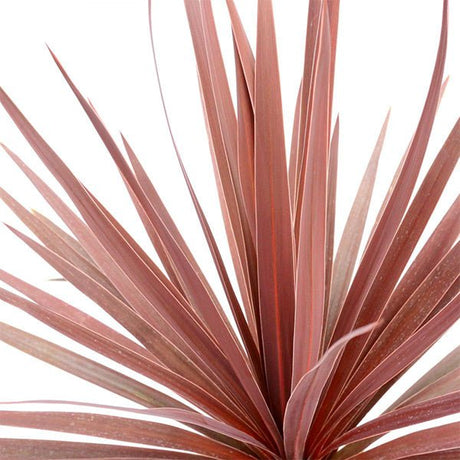 Red Star Cordyline - Nature Hills Nursery - Quart Container 4 Pack - 