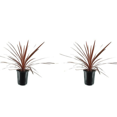 Red Star Cordyline - Nature Hills Nursery - Quart Container 4 Pack - 