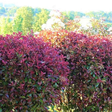 Broad-Leaved Evergreen foliage of Red Tip Photinia (Photinia x fraseri) in a garden setting.