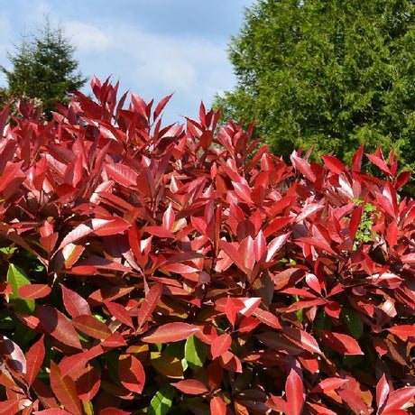 Red Tip Photinia (Photinia x fraseri), a shrub featuring white flowers and broad-leaved evergreen.