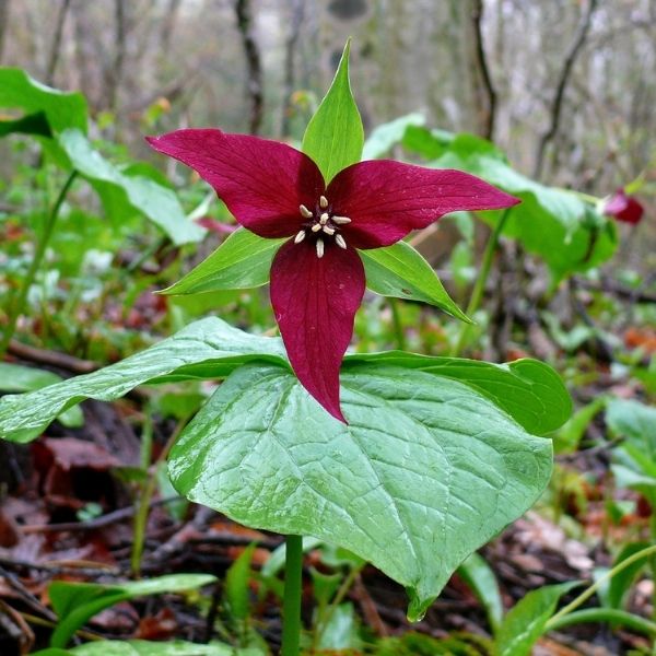 Red Trillium