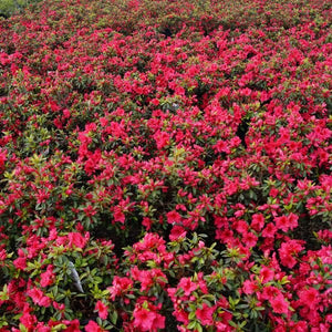 Red Wing Azalea - Nature Hills Nursery - #3 Container - 