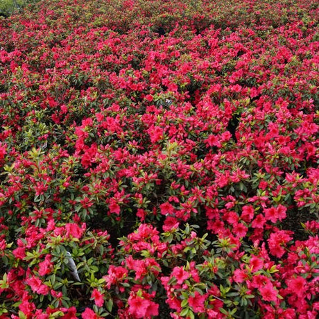 Red Wing Azalea - Nature Hills Nursery - #3 Container - 