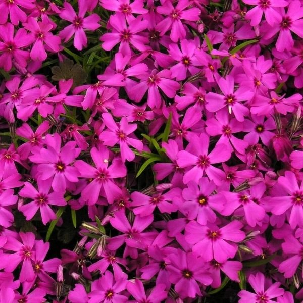 Red Wings Creeping Phlox - Nature Hills Nursery - #1 Container - 
