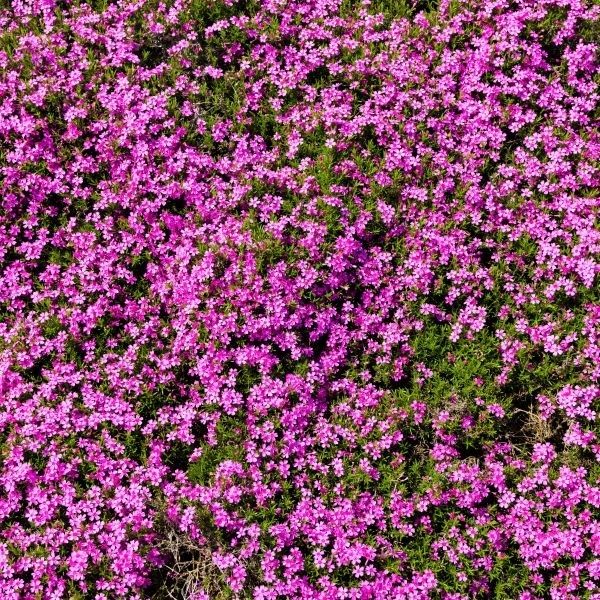 Red Wings Creeping Phlox - Nature Hills Nursery - #1 Container - 